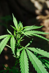 Medical marijuana, cannabis plant,  hemp close-up