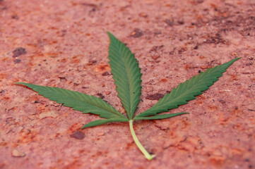 cannabis leaf on rusty surface background