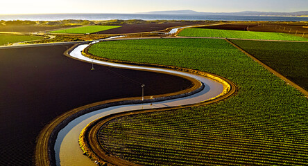 Castroville artichokes in the setting sun © Philip