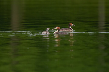Family of great crested grebe on a pond