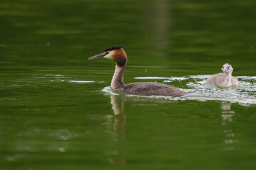 Great crested grebe with his baby on a pond