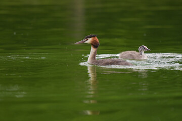 Great crested grebe with his baby on a pond