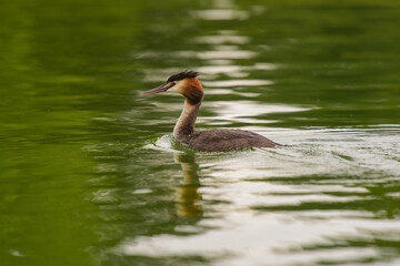 great crested grebe on a pond