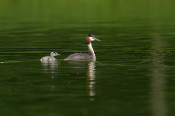 Great crested grebe with his baby on a pond