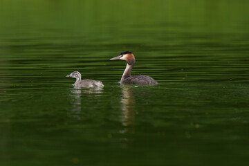 Great crested grebe with his baby on a pond