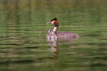Great crested grebe with his baby on a pond