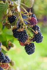 Blackberries on a branch in garden.