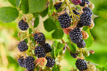 Blackberries on a branch in garden.