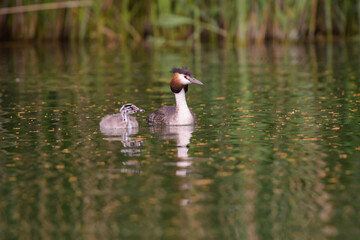 Great crested grebe with his baby on a pond