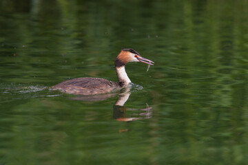 great crested grebe on a pond