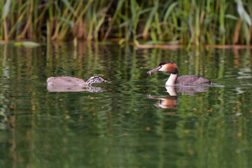 Great crested grebe with his baby on a pond