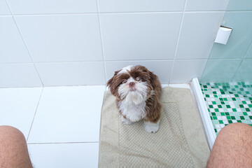Shih tzu puppy in the bathroom watching man sitting on the toilet.