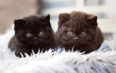 Niedliche Britisch Kurzhaar Kitten Katzenbabys