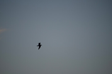 birds in flight