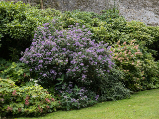 Hydrangea villosa