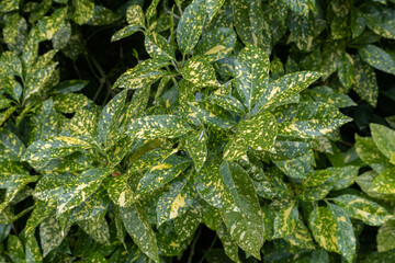 Aucuba japonica 'Crotonifolia', Aucuba du Japon panaché
