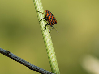 Punaise arlequin, graphosome d'Italie