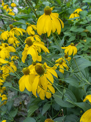 Rudbeckia nitida 'Herbstsonne'