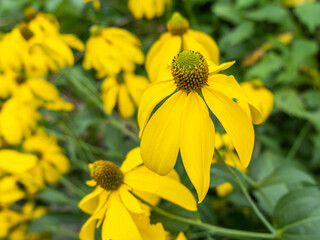 Rudbeckia nitida 'Herbstsonne'