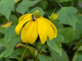 Rudbeckia nitida 'Herbstsonne'
