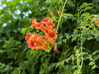 Campsis radicans, Jasmin de Virginie, Jasmin trompette