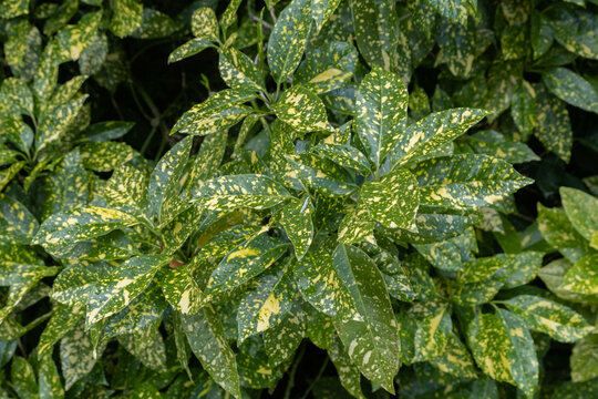 Aucuba japonica 'Crotonifolia', Aucuba du Japon panach&eacute;