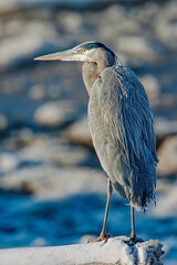 "Frosty The Great Blue Heron"