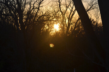 sunset in the forest