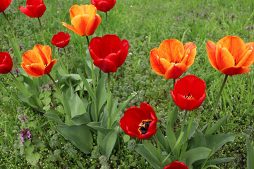 Fototapeta premium spring time. blooming tulips in a garden flower bed