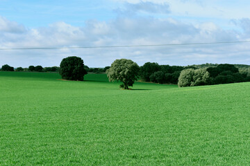 Primavera en La Mancha