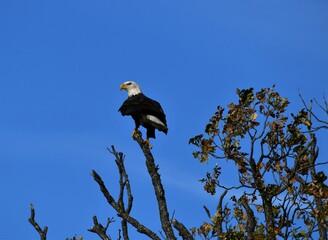 american bald eagle