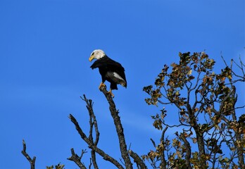 american bald eagle