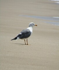 sea gull watching the waves