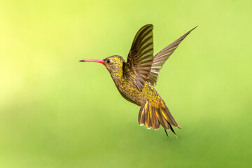 Gold hummingbird in flight