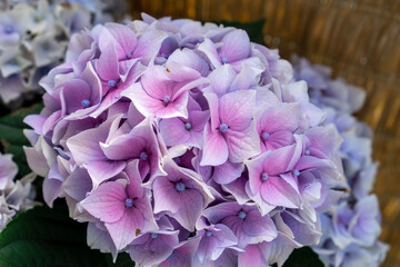Vintage style photo with real leans and sun flare effects. Beautiful, fiolet Hydrangea macrophylla of close up.