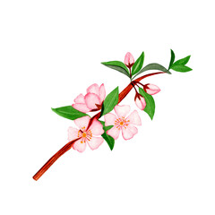 bright colorful watercolor illustration of cherry flowers on a branch with green leaves hand drawn on a white background
