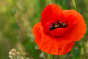 Fototapeta premium close up of red corn poppy. blooming flower. beautiful nature background