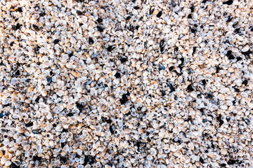 Shells