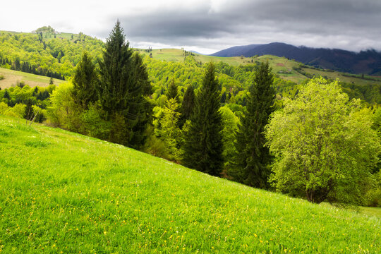 beautiful rural scenery in spring. landscape in the carpathian mountains with fresh green meadows and spruce forest. overcast sky above the distant ridge