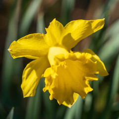 Daffodil close-up