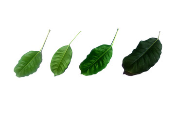 4 types of green leaves, leaves on a white background, close-up