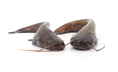 Two little catfish.