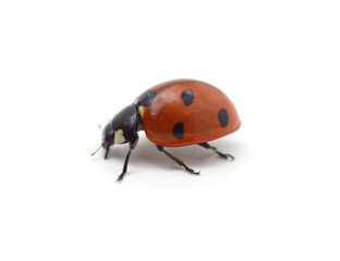 Little ladybug beetle.
