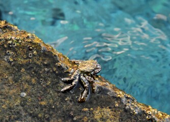 Small crab on stone 