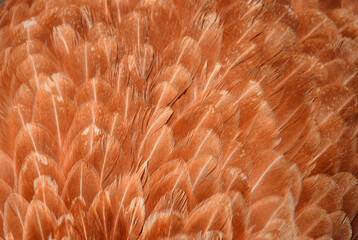 Colorful feathers of a parrot close-up as a bright beautiful background with a place for text for design.