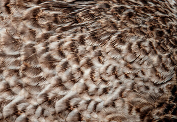 Colorful feathers of a parrot close-up as a bright beautiful background with a place for text for design.