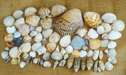  close up on sea shells background