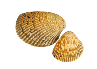 close up on shells isolated on white background