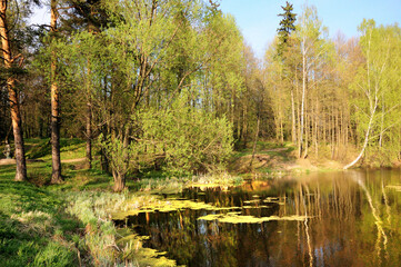 Spring near the forest lake, Moscow region, Russia, near the village of Zakharovo