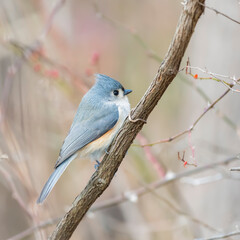 Tufted Titmouse in the Chesapeake and Ohio Canal National Historical Park.Maryland.USA